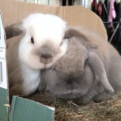 Profile Picture of Wilson & Cleo (@Wilson_and_Cleo) on Twitter