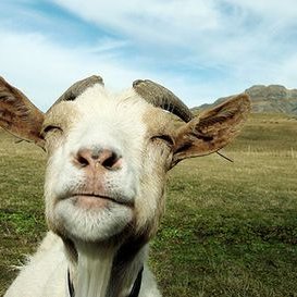 Frank Zimmer - Twitter Profile Picture of Frank Zimmer (@FrankZimmer1) on Twitter