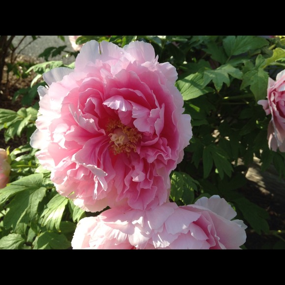 Profile Picture of Joanne Mcardle (@jmca110) on Poshmark