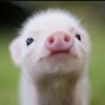 Profile Picture of Abram Clarke (@lordofdapigs) on Instagram