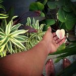 Profile Picture of by Jonathan Liandro (@do_meu_quintal_) on Instagram