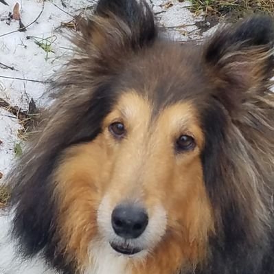 Profile Picture of Chris DeVito (@ChrisDeVito8) on Twitter