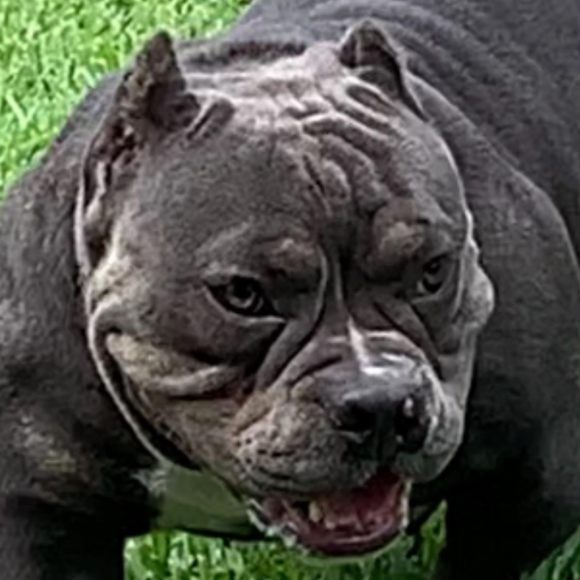 Profile Picture of Oben Bullyz (@obenbullyz) on Poshmark