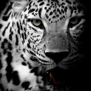 Profile Picture of Diljit Virk (@DiljitVirk5) on Twitter