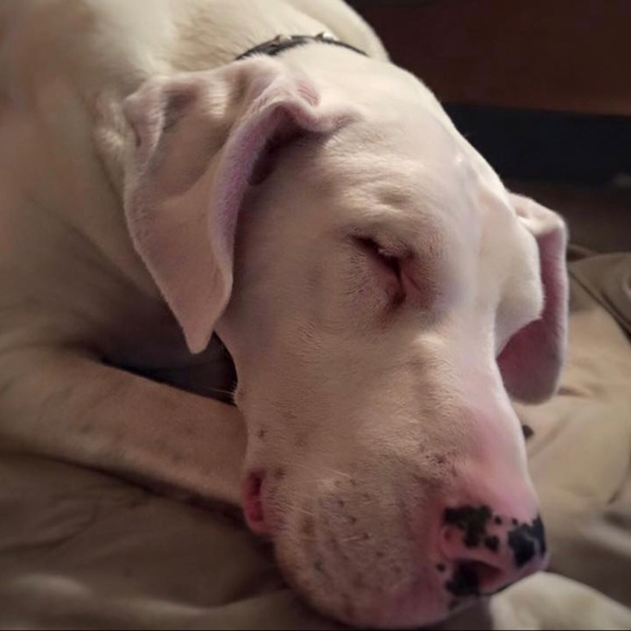 Profile Picture of Vickie Regehr (@fancy619) on Poshmark