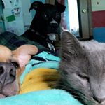 Wade & Logan - Instagram Profile Picture of Wade & Logan (@marvel.bulls) on Instagram