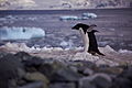 Profile Picture of Mathewson Point - Wikipediaon Wikipedia
