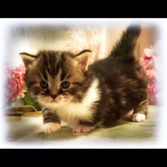 Profile Picture of Dawn Mcleod (@dawmcleo) on Poshmark