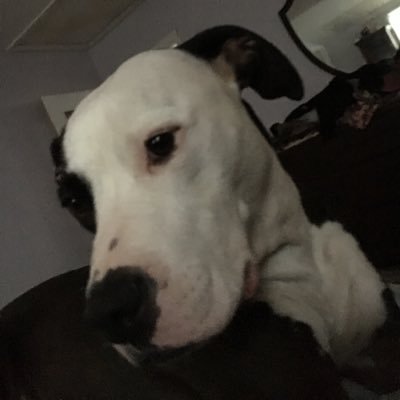 Profile Picture of David Visconti (@leftys57) on Twitter