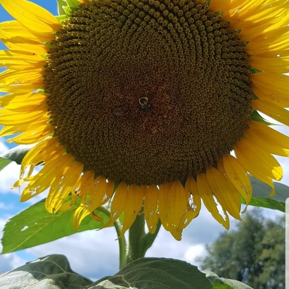 Profile Picture of Amanda Moores (@amanda1902) on Poshmark