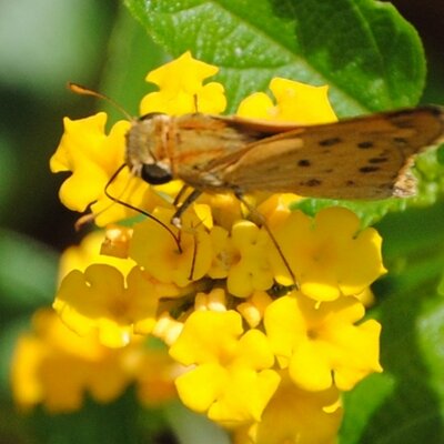 Profile Picture of Maureen McHale (@GetButterflies) on Twitter
