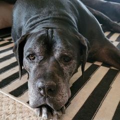 Profile Picture of vickischomaker (@vickischomaker) on Tiktok