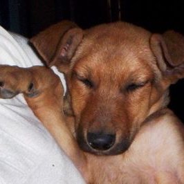 Profile Picture of Tony Mtz (@VulcanoMX) on Twitter