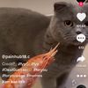 Profile Picture of BasketTwinkle (@jimmymurrayddsir40547) on Tiktok