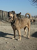 Profile Picture of Sarabi dogon Wikipedia