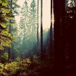 Profile Picture of Tamara Bird (@tamarabird49) on Instagram