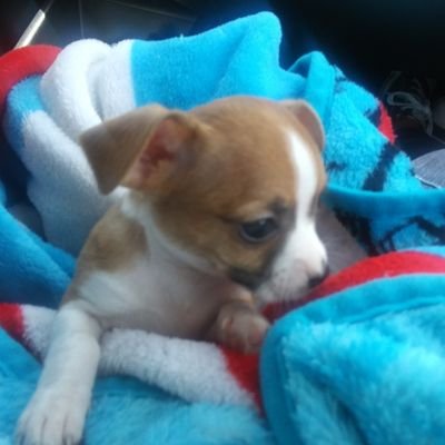 Profile Picture of Chris Maloy (@ChrisMaloy6) on Twitter