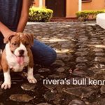 Profile Picture of Rivera’s Bull Kennel (@john_milton_marulanda_rivera) on Instagram