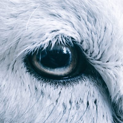 Profile Picture of Herdwick Shepherd (@@herdyshepherd1) on Twitter