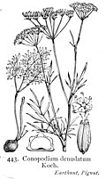 Profile Picture of Conopodium majuson Wikipedia