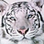 Profile Picture of Devon Nelson (@devon_nelson) on Flickr