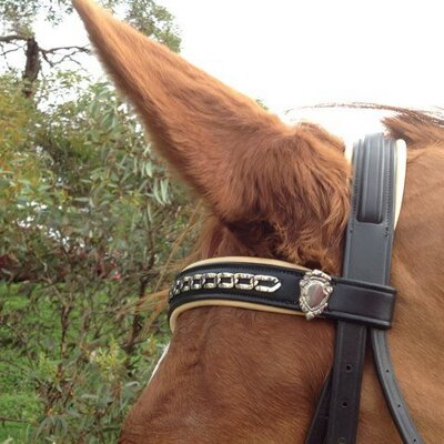 Profile Picture of Craig Coburn (@Highrailstud) on Twitter