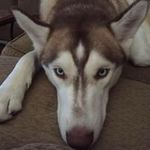 Profile Picture of Chad Schneider (@chaddavidschneider37) on Instagram