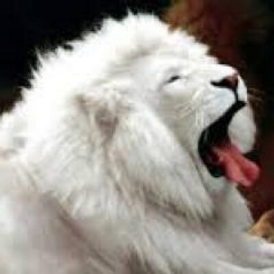 Profile Picture of Geoff Connor (@AlbaeLeone) on Twitter