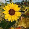 Profile Picture of Heather Daymon (@@user45024700) on Tiktok