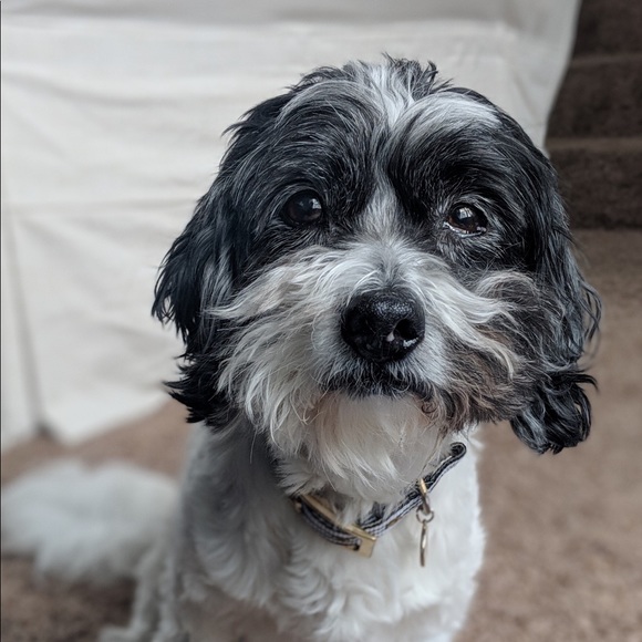 Profile Picture of Llynna Wasyluk (@lynnalw) on Poshmark