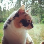 Profile Picture of Jeff dahl (@jdvetpod) on Instagram