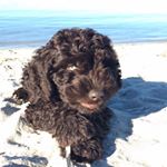 Profile Picture of Jerry Rob (@fuckjerri1) on Instagram