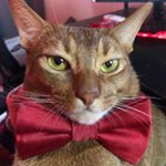 Profile Picture of Chester Shelkovsky (@chester_fx) on Instagram