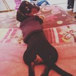 Profile Picture of Doby Jodoquito Justiniano Carrasco (@doby_teckel_cito) on Instagram