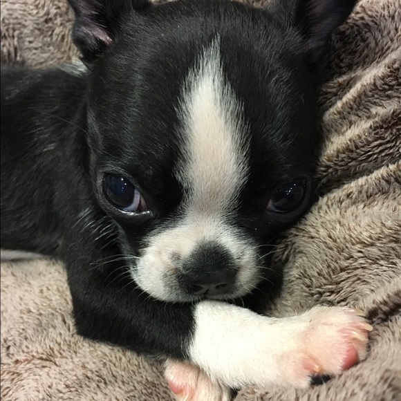 Profile Picture of Renee Angley (@lasvaquera54) on Poshmark