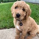 Profile Picture of Master Rusty Payne (@its_rusty_dood) on Instagram