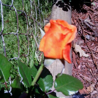 Profile Picture of Robin Branham (@RobinLynn64) on Twitter