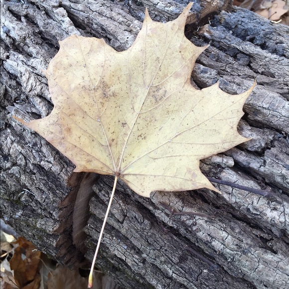 Profile Picture of Erin Clune (@eclune12) on Poshmark