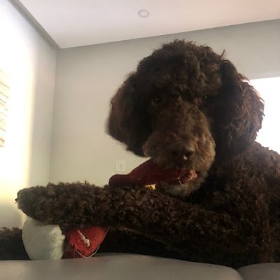 Profile Picture of David Furmanon Twitter