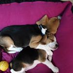 Profile Picture of Joey & Bennie (@joeyandbennie) on Instagram
