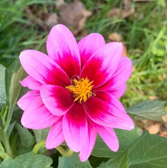 Profile Picture of Leanne Merchant zweep (@lcmerch75) on Poshmark