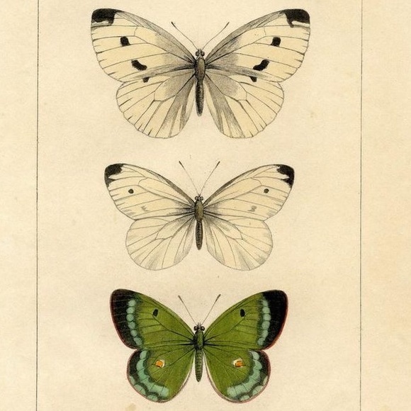 Profile Picture of Shae Allen (@shaeallen556) on Poshmark