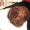 Profile Picture of aallisonn (@allisonieh) on Tiktok
