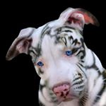 Profile Picture of Jose Chairez (@jose.chairez.5201) on Instagram