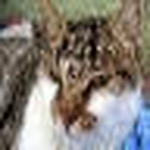 Profile Picture of david sansonetti (@bug_the_cat) on Flickr