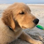 Profile Picture of Elizabeth Hendricks DeCarvalho (@4boys4lifefl) on Instagram