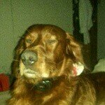 Profile Picture of Diarmuid Dunne (@diarmuidd8) on Instagram