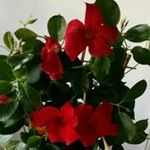 Profile Picture of Hanna Arnhold (@hannaarnhold) on Instagram