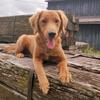 Profile Picture of Chip Pup Here (@@chippup) on Tiktok