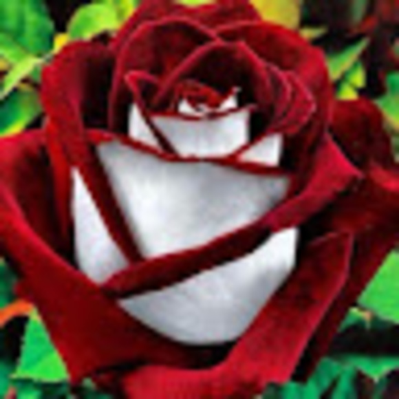 Ellen Kantner - Poshmark Profile Picture of Ellen Kantner (@ellenkantner) on Poshmark